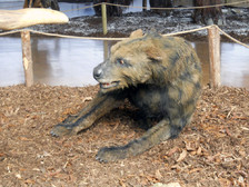 hyena