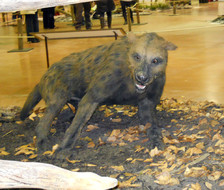 hyena