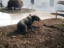 hyena