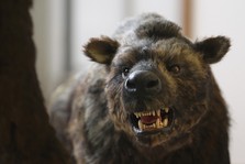 hyena