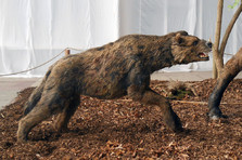 hyena
