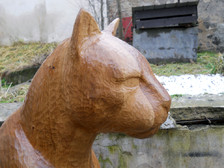 kočka