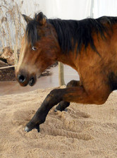 kůň