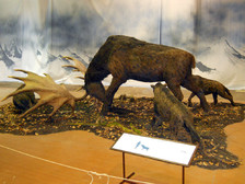 megaceros