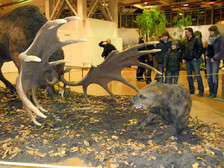 megaceros