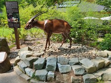 saola