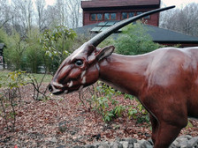 saola