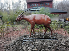 saola